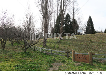 石谷公園-明石梅林- 82557180