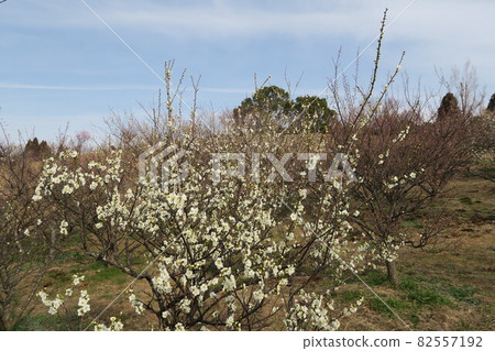 石谷公園-明石梅林- 82557192