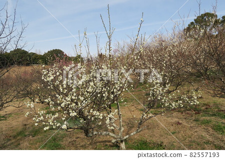 石谷公園-明石梅林- 82557193