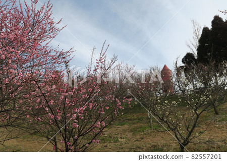 石谷公園-明石梅林- 82557201