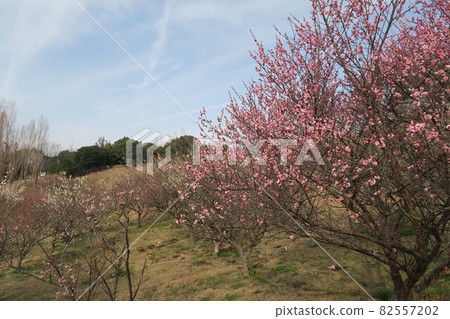 石谷公園-明石梅林- 82557202