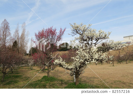 石谷公園-明石梅林- 石谷公園-明石梅林- 82557216