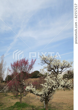 石谷公園-明石梅林- 82557217