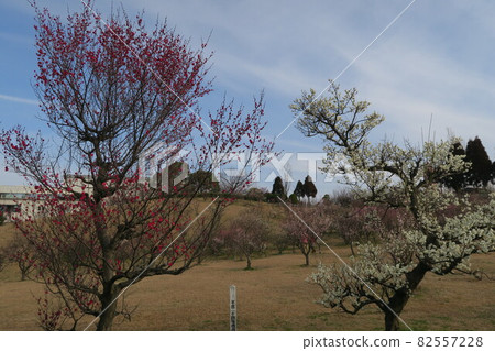 Ishigatani Park-Akashi Umebayashi- Ishigatani Park-Akashi Umebayashi- 82557228