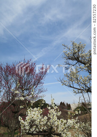 石谷公園-明石梅林- 82557230