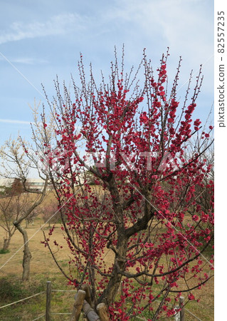 石谷公園-明石梅林- 82557235