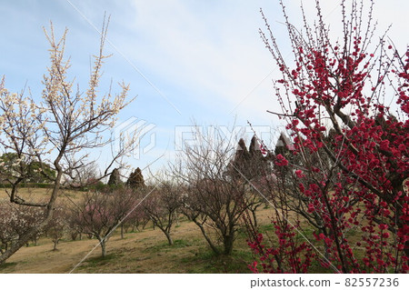石谷公園-明石梅林- 石谷公園-明石梅林- 82557236