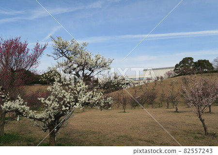 Ishigatani Park-Akashi Umebayashi- Ishigatani Park-Akashi Umebayashi- 82557243