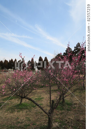 石谷公園-明石梅林- 82557259