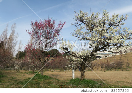 石谷公園-明石梅林- 82557263