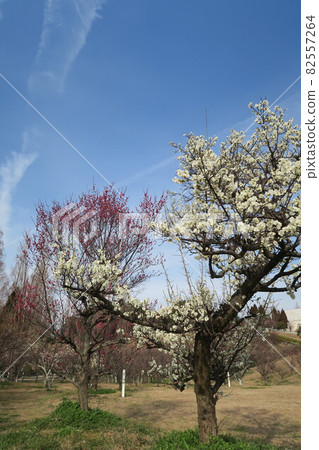 石谷公園-明石梅林- 石谷公園-明石梅林- 82557264