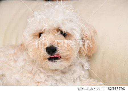 Maltipoo up Maltipoo up 82557798
