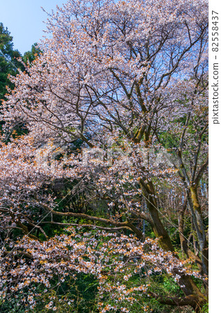 Mountain cherry blossoms that color the spring of Satoyama Cherry blossom season Mountain cherry blossoms that color the spring of Satoyama Cherry blossom season 82558437