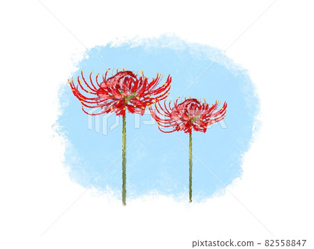 Illustration of blooming cluster amaryllis - Stock Illustration [82558847]  - PIXTA