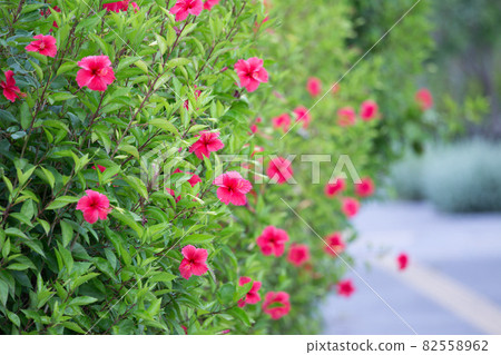 芙蓉綠籬笆 芙蓉綠籬笆 82558962