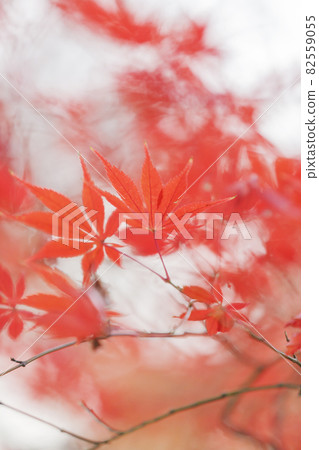 Forest of autumn leaves Autumn leaves Autumn leaves looking up Yellow leaves Forest of autumn leaves Autumn leaves Autumn leaves looking up Yellow leaves 82559055