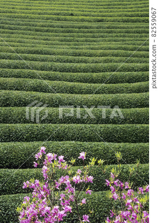 Early summer scenery of tea plantation-3 82559067