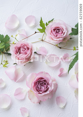 Pink rose invitation white background material Pink rose invitation white background material 82559069