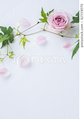 Pink rose invitation white background material 82559070