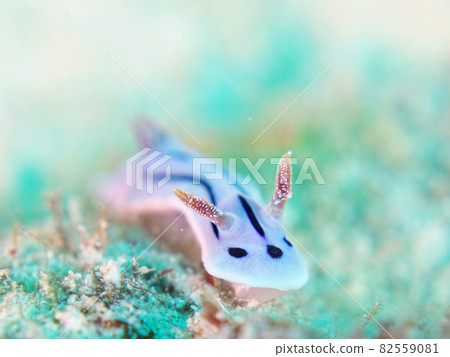 [Underwater photograph] Colorful creatures and sea slugs that I met in the sea of Ishigaki Island 82559081