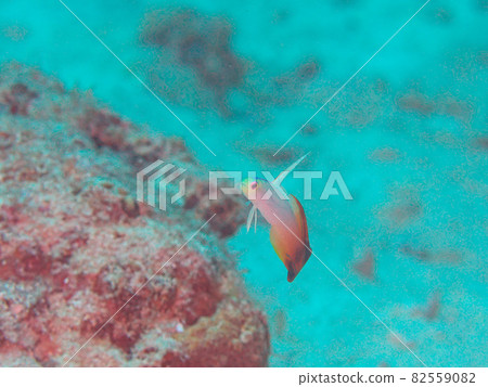 [Underwater photograph] Colorful creatures, Hatatatehaze, that I met in the sea of Ishigaki Island 82559082