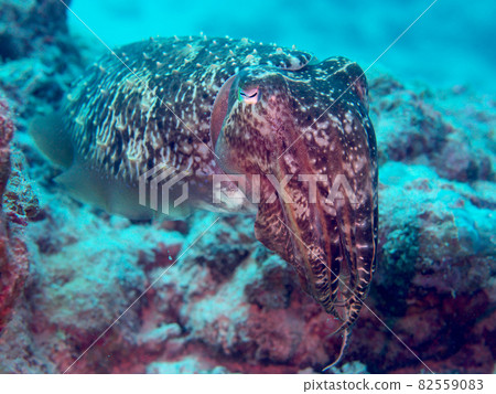 [Underwater photograph] Colorful creatures and Kobushime that I met in the sea of Ishigaki Island 82559083