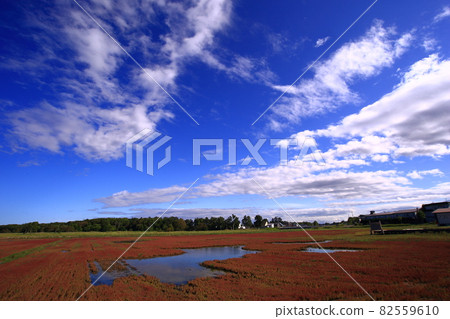 Notori湖珊瑚草 82559610