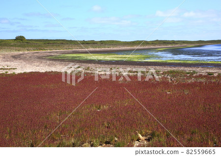 瓦卡野花園的珊瑚草 82559665