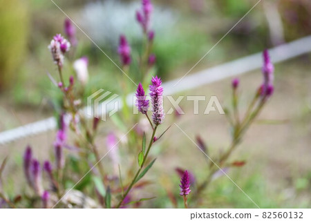 雞冠花（雞冠花） 82560132