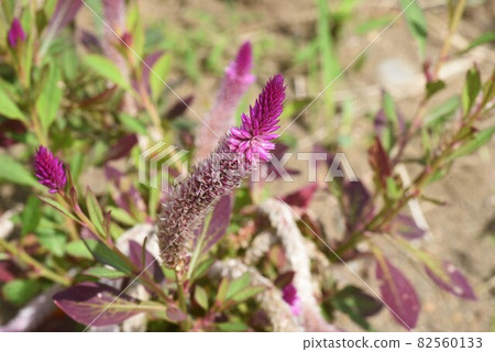 雞冠花（雞冠花） 82560133
