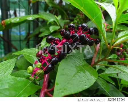 山區鄉房 82561204