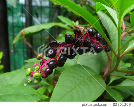 山區鄉房 82561209