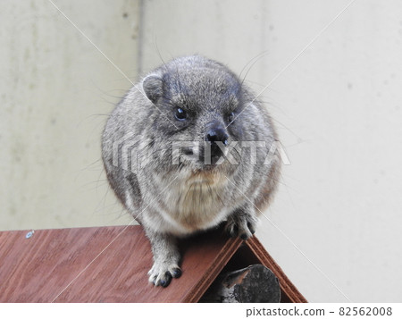 可愛的小動物 82562008