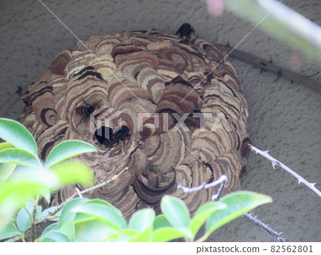 Wasp nest seen from the front 82562801