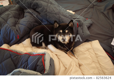 Black Shiba Inu relaxing in a sleeping bag Black Shiba Inu relaxing in a sleeping bag 82563624