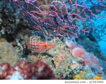 Kudagonbe 伊豆大島水下照片 82563980