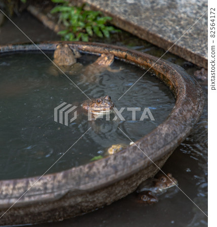 Common brown frog or European grass frog (Rana temporaria) against background of small garden pond. 82564172