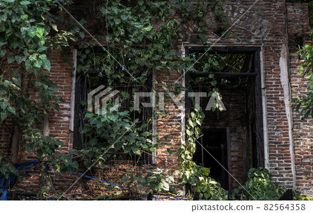 View through broken wooden door and old window covered in green ivy plant into an abandoned building was left to deteriorate over time. View through broken wooden door and old window covered in green ivy plant into an abandoned building was left to deteriorate over time. 82564358