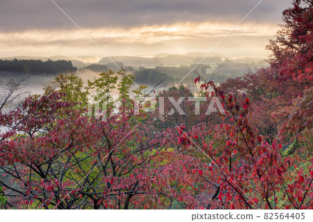 [Kamifurano-cho, Hokkaido] Autumn leaves of cherry blossoms and Asagiri hill October 82564405