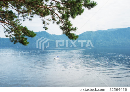 Teletskoye lake in Altai mountains Teletskoye lake in Altai mountains 82564456