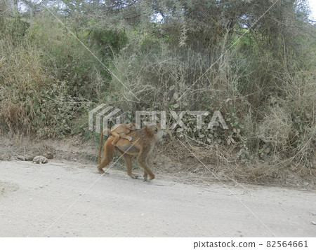 肯尼亞安博塞利國家公園 猴子的父母和孩子 82564661