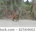 肯尼亞安博塞利國家公園 猴子的父母和孩子 82564662