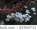 Spring is still shallow 82564712