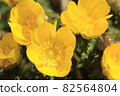 Thaw flowers 82564804