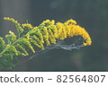 Dew on the hammock 82564807