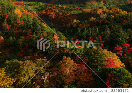 [北海道上富良野町] 九月十勝岳溫泉的紅葉 82565171