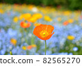 Poppies and Nemophila 82565270