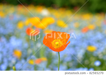 Poppies and Nemophila 82565270