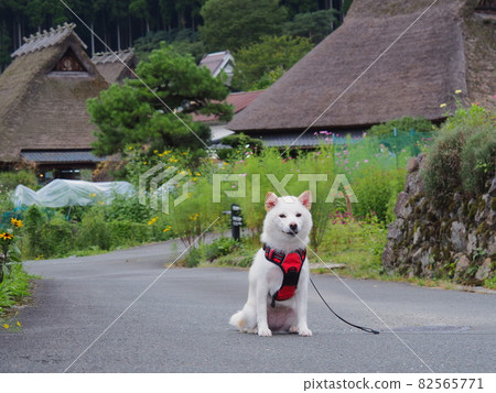 柴犬和茅草屋 柴犬和茅草屋 82565771