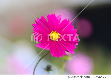 紅色的宇宙 紅色的宇宙 82565772